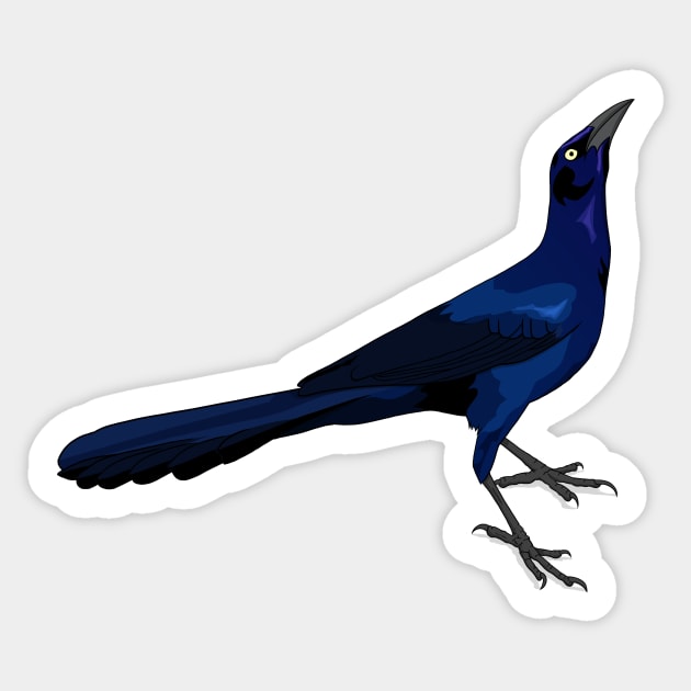 Great-tailed Grackle Sticker by Feathered Focus